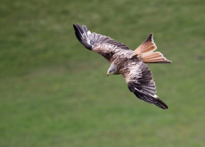 Red Kite (Milvus milvus) Steve Covey